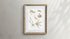Vintage Wall Art - Octopus Varieties Scientific Illustration